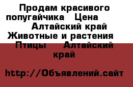 Продам красивого попугайчика › Цена ­ 1 300 - Алтайский край Животные и растения » Птицы   . Алтайский край